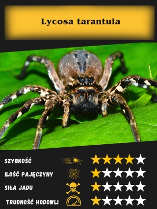 Lycosa tarantula L5/6