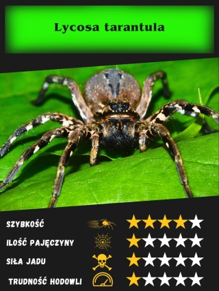 Lycosa tarantula L5/6
