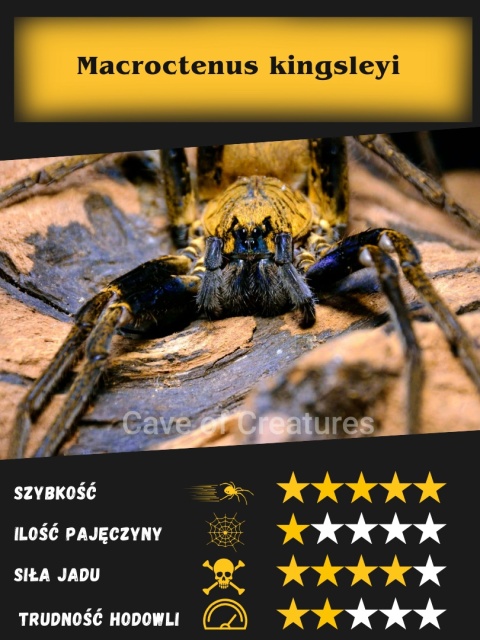 Macroctenus kingsleyi L2