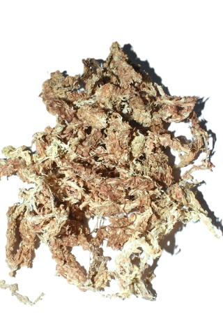 Mech torfowiec CHILE (Sphagnum moss) 1 litr