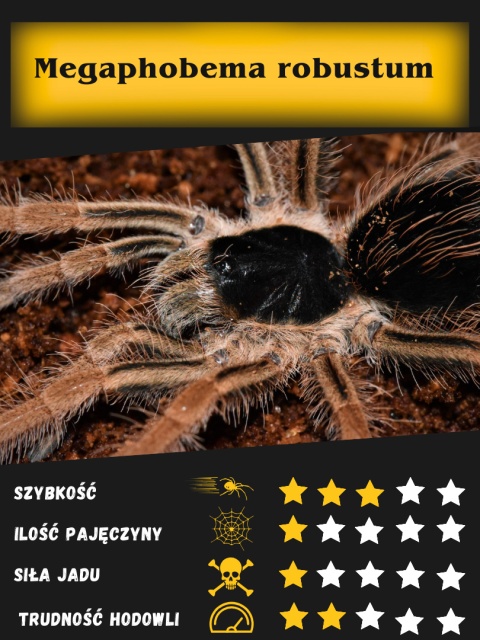 Megaphobema robustum około 3DC SAMICA