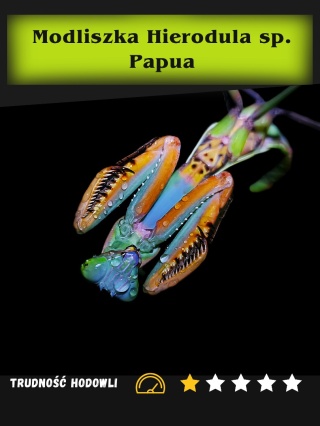 Modliszka Hierodula sp. Papua L2/3