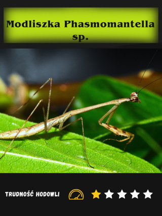 Modliszka Phasmomantella sp. L2/3