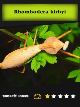 Modliszka Rhombodera kirbyi L3/4