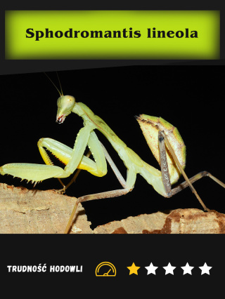 Modliszka Sphodromantis lineola L3