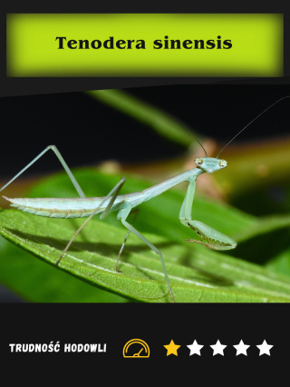 Modliszka chińska Tenodera sinensis L2/3