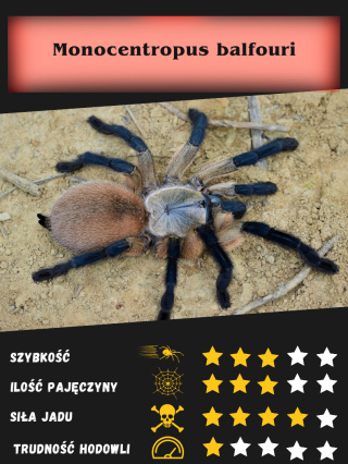 Monocentropus balfouri ok. 5DC SAMICA