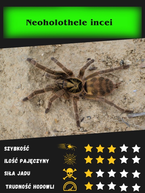 Neoholothele incei L1/2 (PROMOCJA 1+1GRATIS)