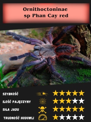 Ornithoctoninae sp Phan Cay red L3/4