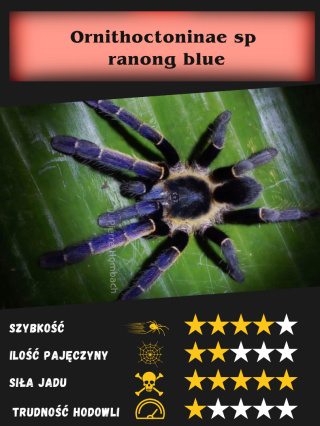 Ornithoctoninae sp ranong blue L2/3