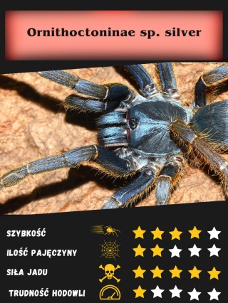 Ornithoctoninae sp. silver około 2DC SAMIEC