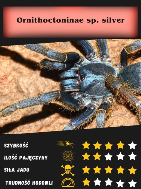 Ornithoctoninae sp. silver około 2DC SAMIEC