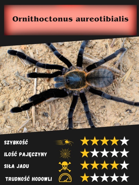 Ornithoctonus aureotibialis L1/2