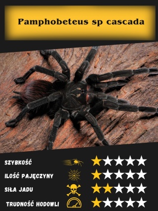 Pamphobeteus sp cascada L2