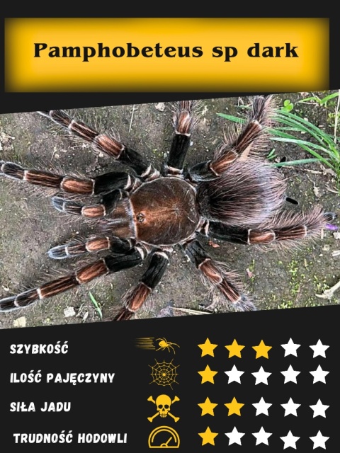 Pamphobeteus sp dark L2