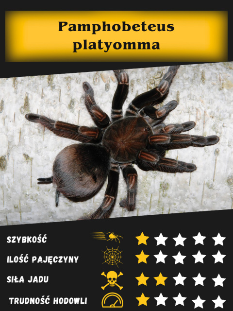 Pamphobeteus platyomma L2