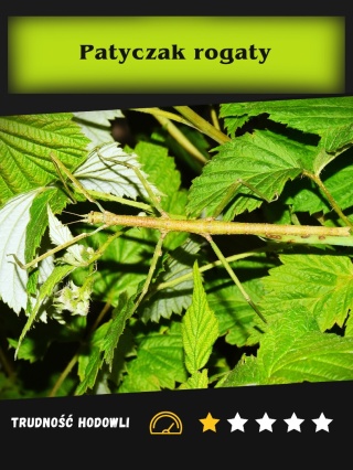 Patyczak rogaty PSG 5 (Medauroidea extradentata) L3-L5
