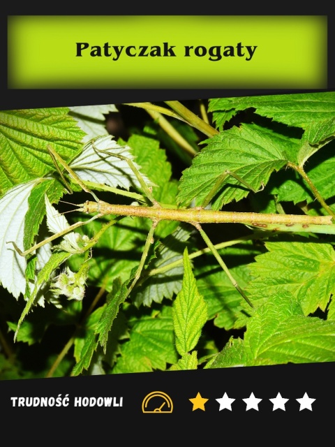 Patyczak rogaty PSG 5 (Medauroidea extradentata) L3-L5 Patyczak rogaty PSG 5 (Medauroidea extradentata) L3-L5