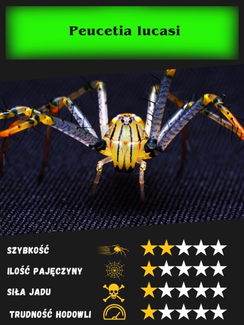 Peucetia lucasi L2/3 (Promocja 2+1)