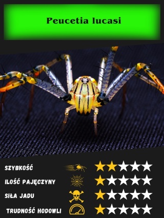 Peucetia lucasi L2/3