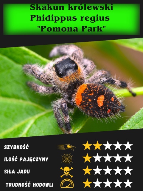 Skakun królewski Phidippus regius "Pomona Park" L3