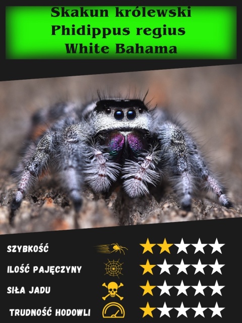 Skakun królewski Phidippus regius „White Bahamas” L3/4