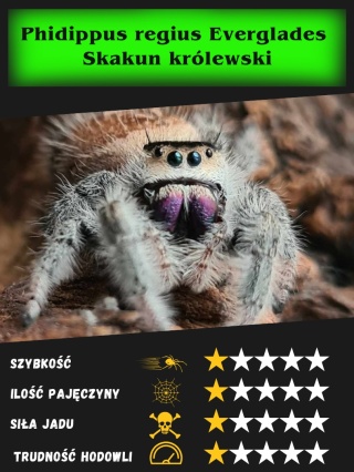 Phidippus regius Everglades - Skakun królewski L3