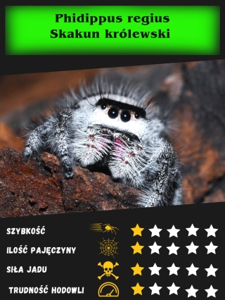 Phidippus regius sp Floryda - Skakun królewski L5 SAMICA