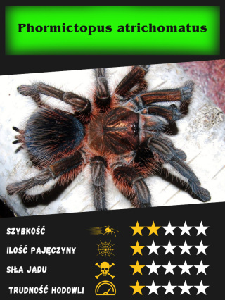 Phormictopus atrichomatus L2