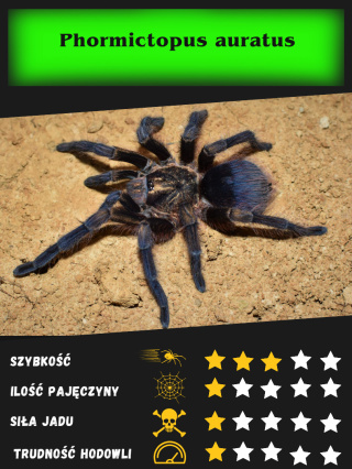 Phormictopus auratus L1/2 (10sztuk)