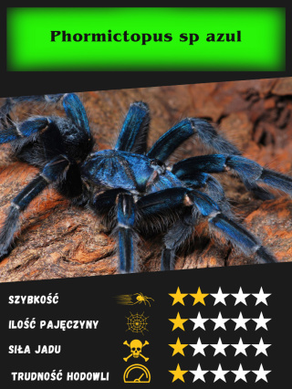 Phormictopus sp azul L2/3
