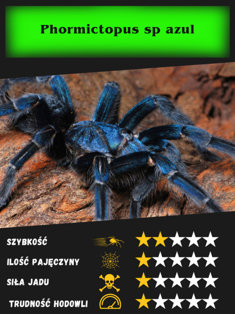 Phormictopus sp azul L2/3 Phormictopus sp azul L2/3