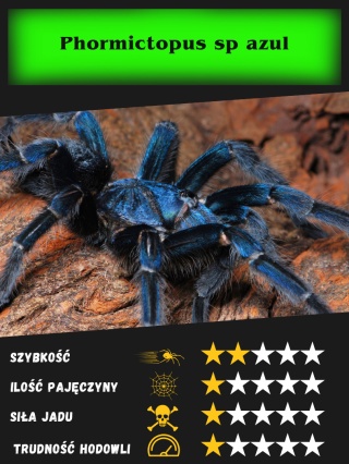 Phormictopus sp azul około 2DC SAMICA