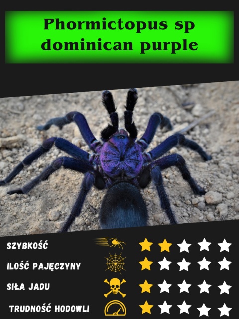 Phormictopus sp dominican purple ok. 5DC SAMIEC