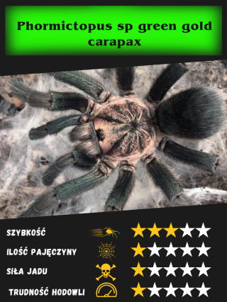 Phormictopus sp green gold carapax L2