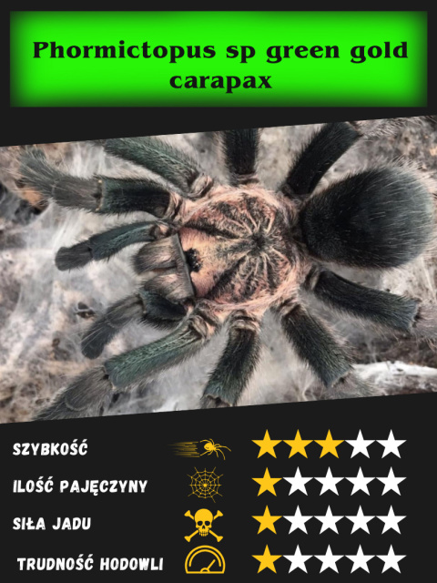 Phormictopus sp green gold carapax L2 Phormictopus sp green gold carapax L2