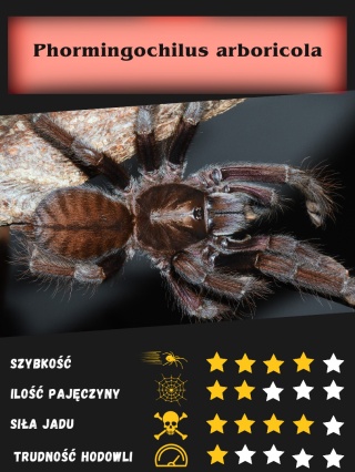 Phormingochilus arboricola ok. 2,5DC SAMICA