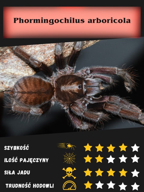 Phormingochilus arboricola ok. 2,5DC SAMICA