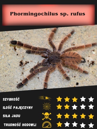 Phormingochilus sp. rufus ok. 2,5DC SAMICA