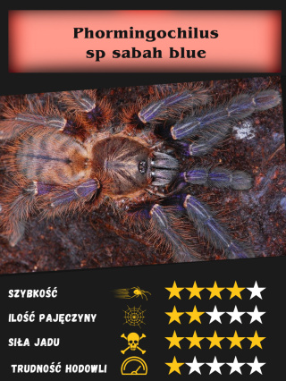 Phormingochilus sp sabah blue L3/4