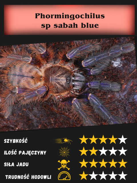 Phormingochilus sp sabah blue L3/4 Phormingochilus sp sabah blue L3/4