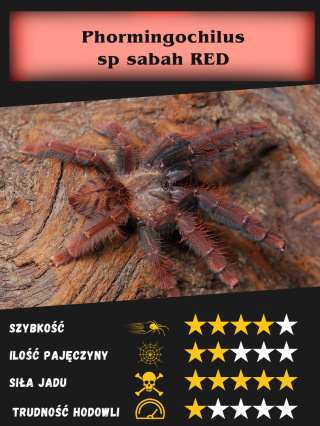 Phormingochilus sp sabah red L2/3