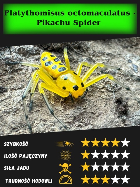 Platythomisus octomaculatus - Pikachu Spider L4/5 SAMICA