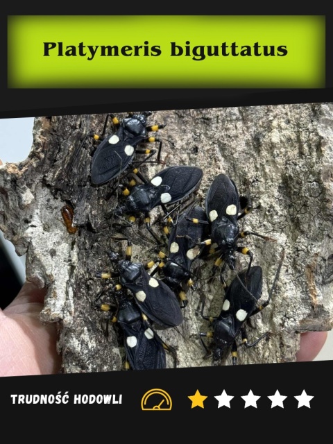 Pluskwiak dwuplamy (Platymeris biguttatus) L4/5