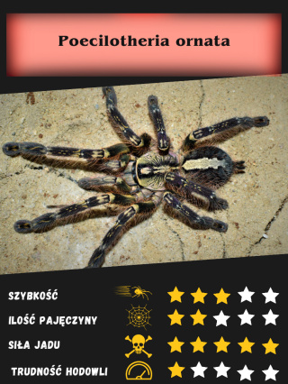 Poecilotheria ornata L3