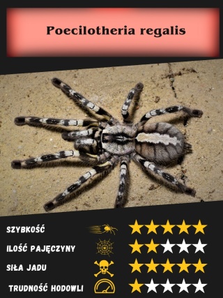 Poecilotheria regalis - Ptasznik królewski L3/4