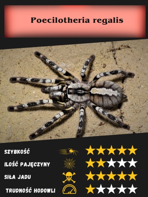 Poecilotheria regalis - Ptasznik królewski L3/4