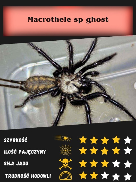 Macrothele sp ghost L2/3