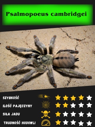 Psalmopoeus cambridgei - Ptasznik trynidadzki ok. 2,5-3DC SAMIEC