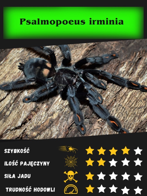 Psalmopoeus irminia - Ptasznik wenezuelski L2 (PROMOCJA 2+1GRATIS)